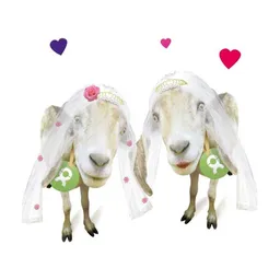 OxfamUnverpackt OxfamUnverpackt Spenden-Geschenk "Ziegenpärchen sie & sie" (Grußkarte mit Magnet) – Produktbild 1 von 1