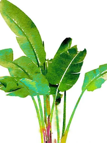 Photocircle Photocircle Poster / Leinwandbild - Tropical Banana Leaves Watercolor – Produktbild 1 von 4
