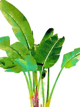 Photocircle Photocircle Poster / Leinwandbild - Tropical Banana Leaves Watercolor – Produktbild 1 von 1