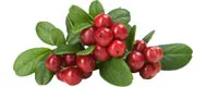 Cranberries – Produktbild 1 von 1