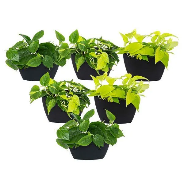 CitySens CitySens 6er-Pack Wand-Blumentopf, Schwarz, – Produktbild 1 von 3