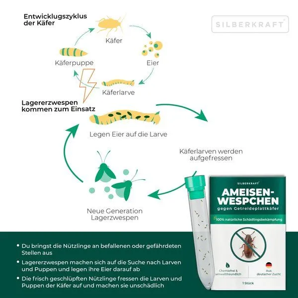 Silberkraft Silberkraft Ameisenwespchen - Cephalonomia tarsalis (CephiTop®) – Produktbild 3 von 4