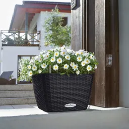 Lechuza® Lechuza® 'Bacino Cottage', graphitschwarz, ca. 30 x 30 x H 18 cm – Produktbild 1 von 1