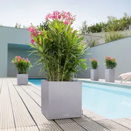 Lechuza® Lechuza® 'Canto Stone 30 low', steingrau, ca. 30 x 30 x H 30 cm – Produktbild 1 von 1