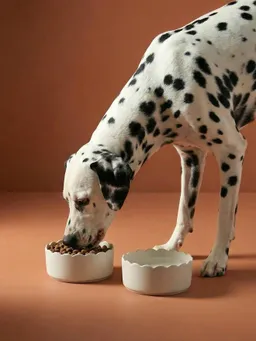 Vertbaudet 2er-Set Keramiknäpfe mit gewelltem Rand und Herz für kleine bis mittelgroße Hunde – Produktbild 1 von 1