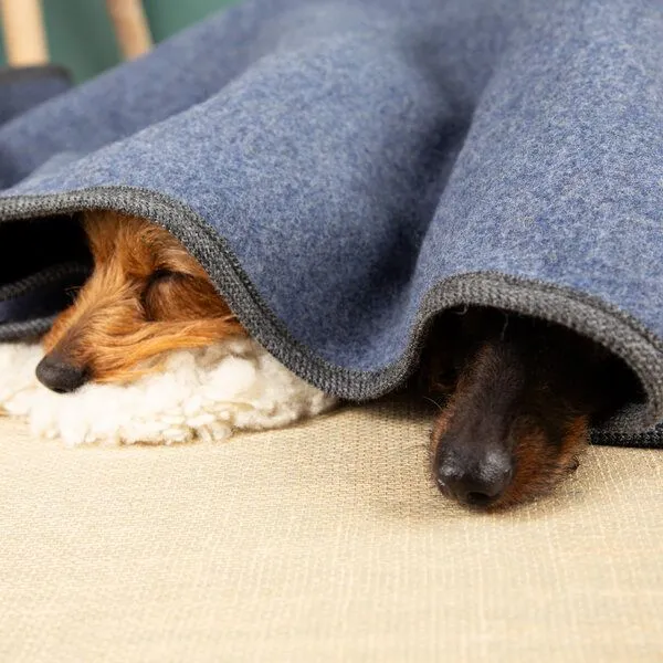 nahtur-design nahtur-design Hundedecke | 100% Schurwolle | natürliche Wärme, Blau_01, – Produktbild 3 von 4