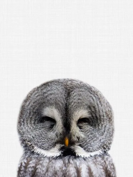 Photocircle Photocircle Poster / Leinwandbild - Owl – Produktbild 1 von 8