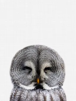 Photocircle Photocircle Poster / Leinwandbild - Owl – Produktbild 1 von 1