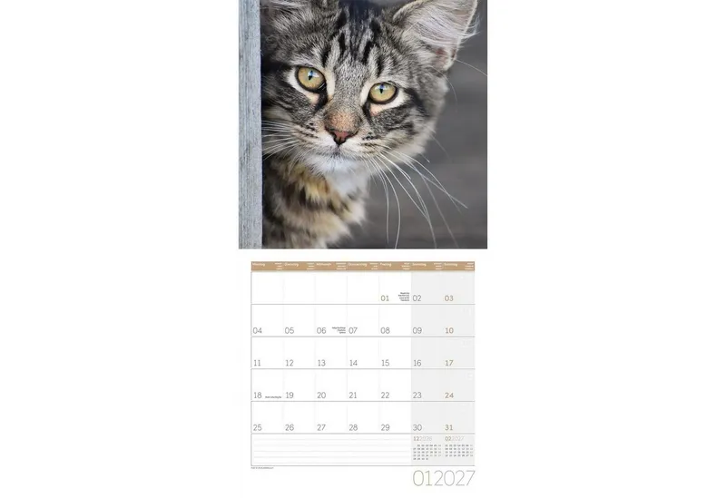Ackermann Wandkalender Katzen Kalender 2027 - 30x30 - Art12 – Produktbild 2 von 4