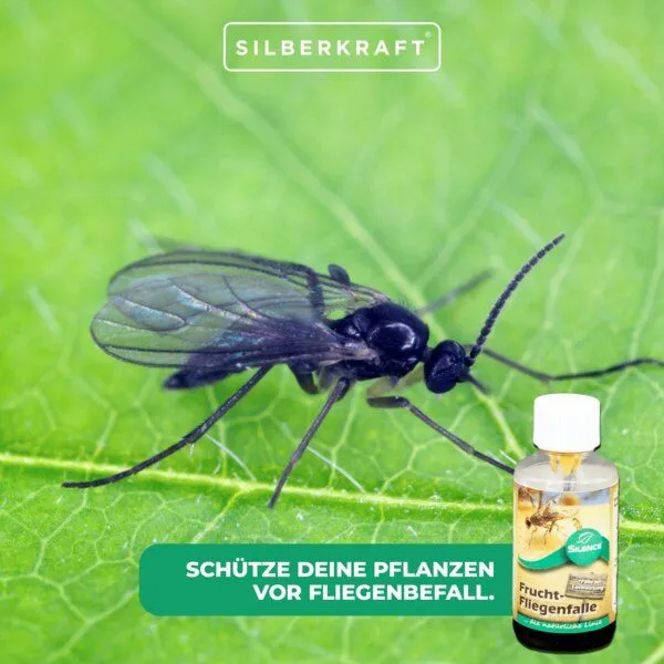 Silberkraft Silberkraft Silence Fruchtfliegenfalle – Produktbild 3 von 4