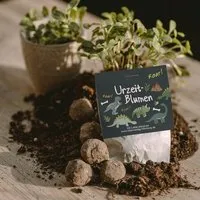 Ideenverlag Hamburg Ideenverlag Hamburg 10 „Dino“ Samenbomben im Tütchen mit Wildblumensaatgut | Nachhaltiges Mitgebsel für Kindergeburtstage & Naturgeschenk für kleine Dino-Fans – Produktbild 1 von 1