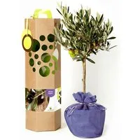SchenkeinBäumchen SchenkeinBäumchen Olivenbaum als Geschenk – Produktbild 1 von 1