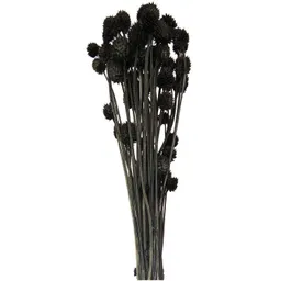 Rico Design Rico Design Getrocknete japanische Karde schwarz 60-75cm 50g – Produktbild 1 von 1