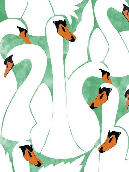 Photocircle Photocircle Poster / Leinwandbild - White Calm Was Born Into A Swan – Produktbild 1 von 4