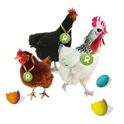 OxfamUnverpackt OxfamUnverpackt Spenden-Geschenk "Gackernde Hühner" (Osterkarte mit Magnet) – Produktbild 1 von 1