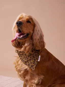Vertbaudet Bandana-Hundehalsband FAMILY – Produktbild 1 von 1
