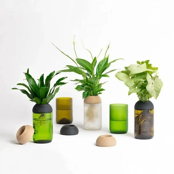 CitySens CitySens Transparenter Pflanztopf (Mit Pflanze), Kiefer / weiß, – Produktbild 2 von 4