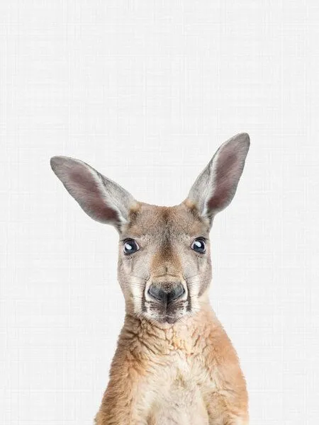 Photocircle Photocircle Poster / Leinwandbild - Kangaroo – Produktbild 1 von 4