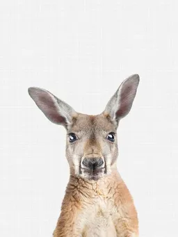 Photocircle Photocircle Poster / Leinwandbild - Kangaroo – Produktbild 1 von 1