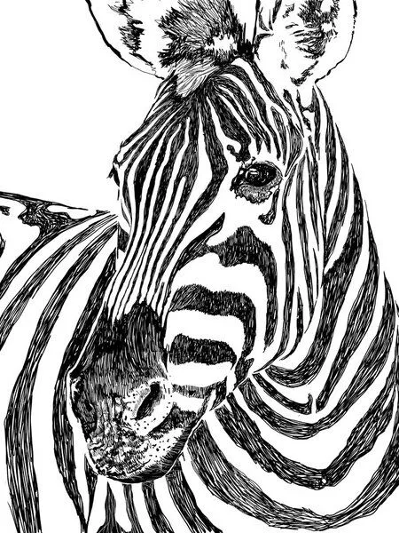 Photocircle Photocircle Poster / Leinwandbild - Zebra – Produktbild 1 von 4