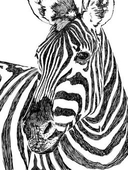 Photocircle Photocircle Poster / Leinwandbild - Zebra – Produktbild 1 von 1