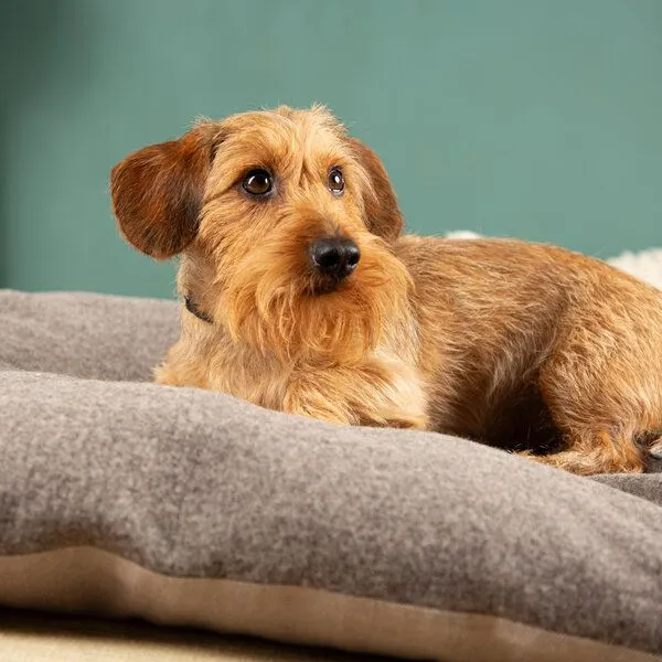 nahtur-design nahtur-design Hunde- und Katzenkissen | Dinkelkissen mit Wechselbezug, Braun_01 (braun), – Produktbild 1 von 4