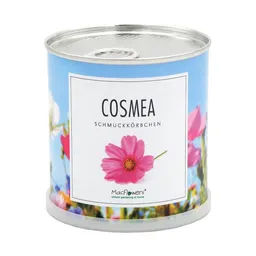 MacFlowers MacFlowers Blumengrüße - Echte Schmuckkörbchen - Cosmea Mix in der Dose – Produktbild 1 von 1