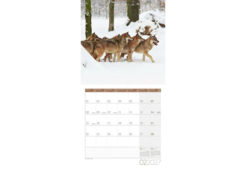 Ackermann Wandkalender Wölfe Kalender 2027 - 30x30 - Art12 – Produktbild 3 von 3