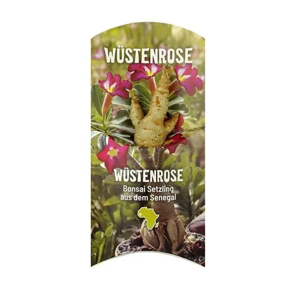 MyBaobab - Végétaux d´Ailleurs MyBaobab - Végétaux d´Ailleurs Baobab Chacal Setzling - Wüstenrose – Produktbild 1 von 4