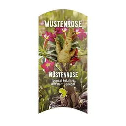 MyBaobab - Végétaux d´Ailleurs MyBaobab - Végétaux d´Ailleurs Baobab Chacal Setzling - Wüstenrose – Produktbild 1 von 1