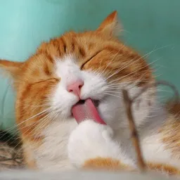 Silberkraft Silberkraft Milbenspray für Katzen – Produktbild 1 von 1