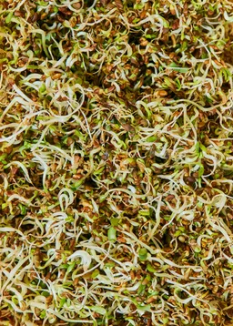 KoRo Bio Alfalfa Samen 1 kg – Produktbild 1 von 1