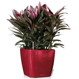 Lechuza® Lechuza® 'Quadro LS 43', scarlet-rot, ca. 43 x 43 x H 40 cm – Produktbild 1 von 1