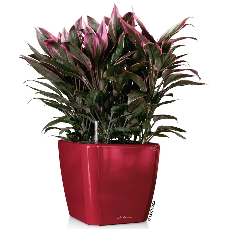 Lechuza® Lechuza® 'Quadro LS 43', scarlet-rot, ca. 43 x 43 x H 40 cm, Rot, – Produktbild 1 von 1