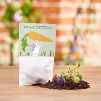 Die Stadtgärtner Die Stadtgärtner 10x5 Blumenmurmeln im Tütchen "Hase mit Möhren" I Ostergeschenk für Kinder I Kleinigkeit zu Ostern I Geschenk zu Ostern I Kleine Geschenk für Osternest oder Osterkörbchen – Produktbild 1 von 1