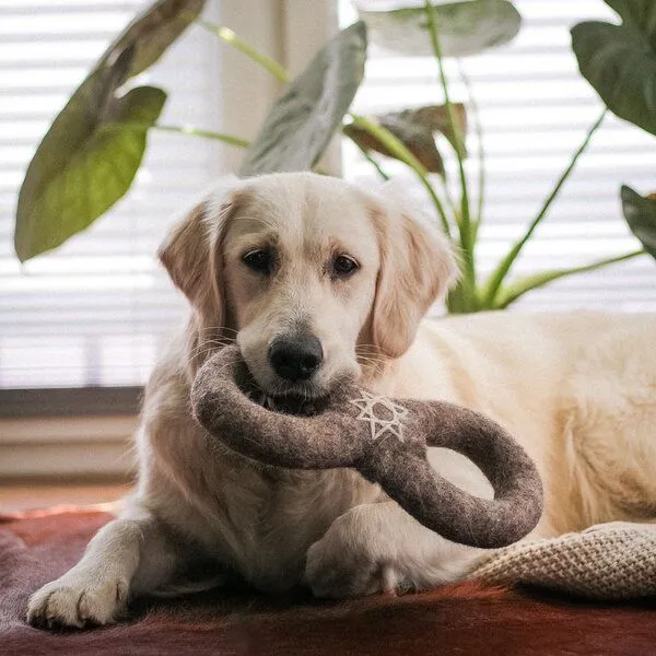 Wooliie Wooliie Hunde-Spielset aus 100 % naturbelassener Schurwolle (3er-Bundle) – Braided Rope & Ring – Produktbild 3 von 4