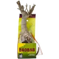 MyBaobab Végétaux d Ailleurs MyBaobab - Végétaux d´Ailleurs Baobab Setzling - Lebensbaum - S/M - Zimmerpflanze – Produktbild 1 von 1