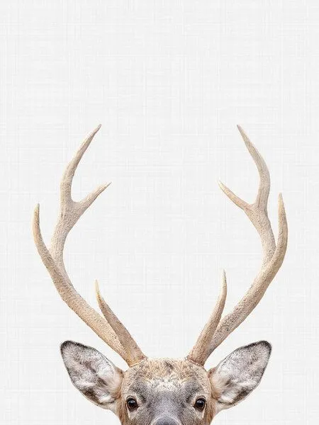Photocircle Photocircle Poster / Leinwandbild - Deer – Produktbild 1 von 8