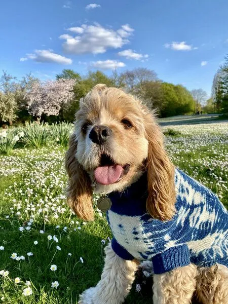 Wooliie Wooliie Indigo Vibe – Handgefertigter Hundepullover aus 100 % Merinowolle – Produktbild 3 von 4
