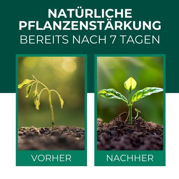 Silberkraft Silberkraft Neemöl mit Emulgator – Pflegendes Neemöl-Konzentrat für Deine Pflanzen – Produktbild 2 von 4
