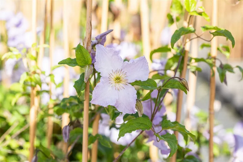 Pflanzen für Dich Kletterpflanze Clematis Hybride 'Blekitny Aniol', 1 St., Waldrebe, Clematis, blauviolett, langblühend – Produktbild 5 von 6