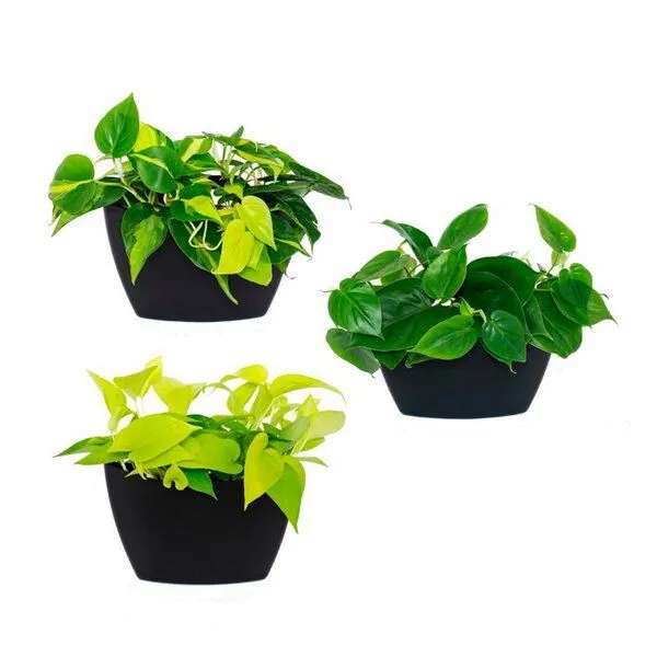 CitySens CitySens 3er-Pack Wand-Blumentopf mit automatischer Bewässerung, Schwarz, – Produktbild 4 von 4