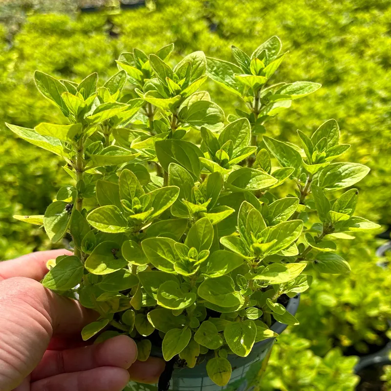 Kölle Bio Kölle Bio Bio Oregano helllaubig, Topf-Ø 12 cm, Rosa, – Produktbild 1 von 1