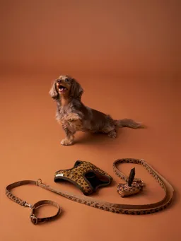 Vertbaudet 4-teiliges Gassi-Set für Hunde mit Hundegeschirr – Produktbild 1 von 1