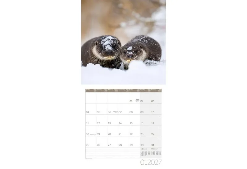 Ackermann Wandkalender Otter Kalender 2027 - 30x30 - Art12 – Produktbild 2 von 2