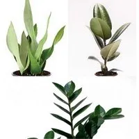 CitySens CitySens 3er-Pack robuste Pflanzen – Produktbild 1 von 1