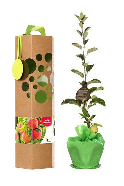 SchenkeinBäumchen SchenkeinBäumchen Apfelbaum – Produktbild 2 von 4