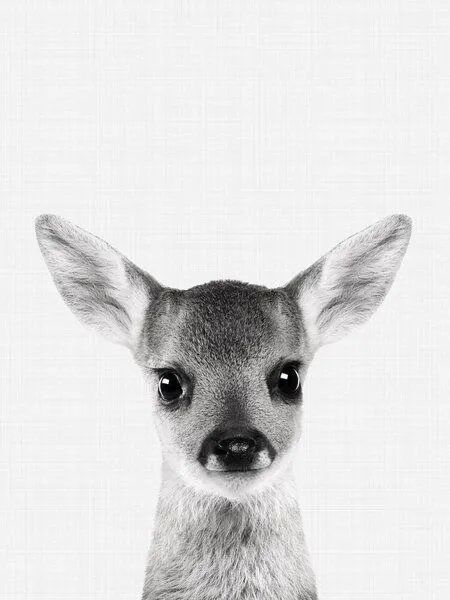 Photocircle Photocircle Poster / Leinwandbild - Fawn – Produktbild 1 von 8