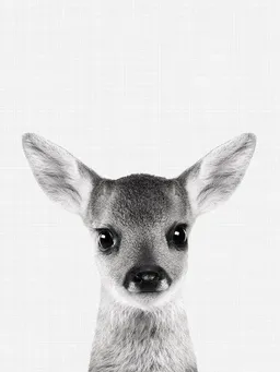 Photocircle Photocircle Poster / Leinwandbild - Fawn – Produktbild 1 von 1