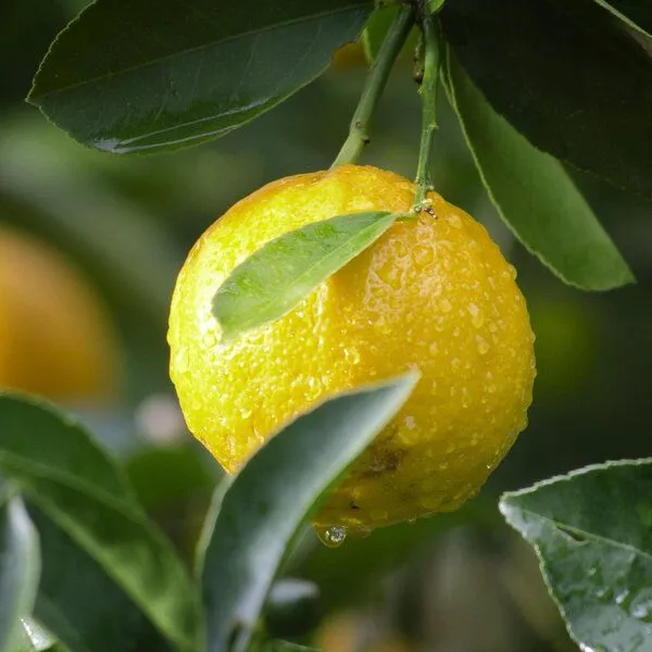 NeoOrganic NeoOrganic Bio-Zitronenöl (Citrus Limon) 100% naturreines ätherisches BIO-Öl – Produktbild 3 von 5